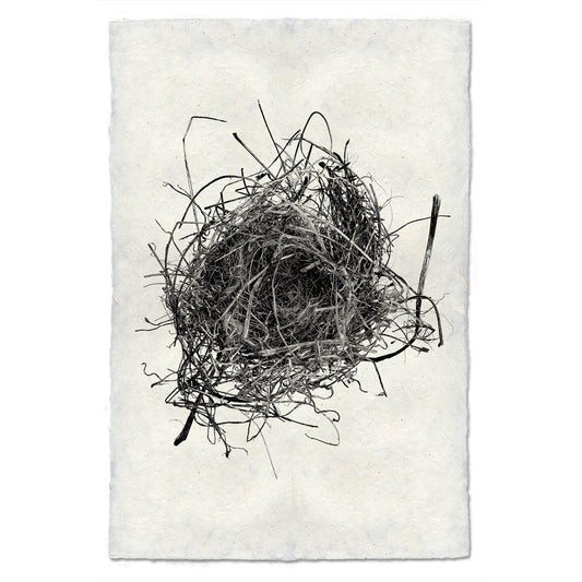 Nest Study #9