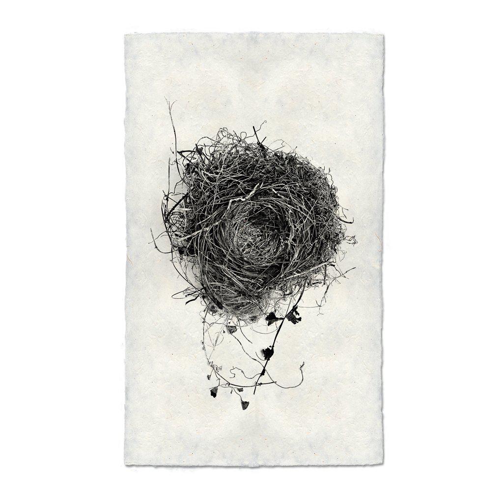 Nest Study #3