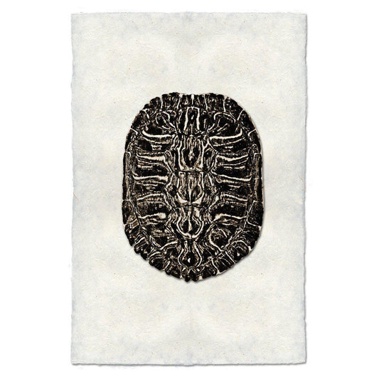 Different Turtle Shell Print Turtle Shells – printstockist.com