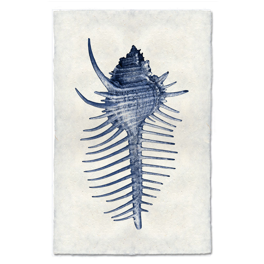Spiny Murex