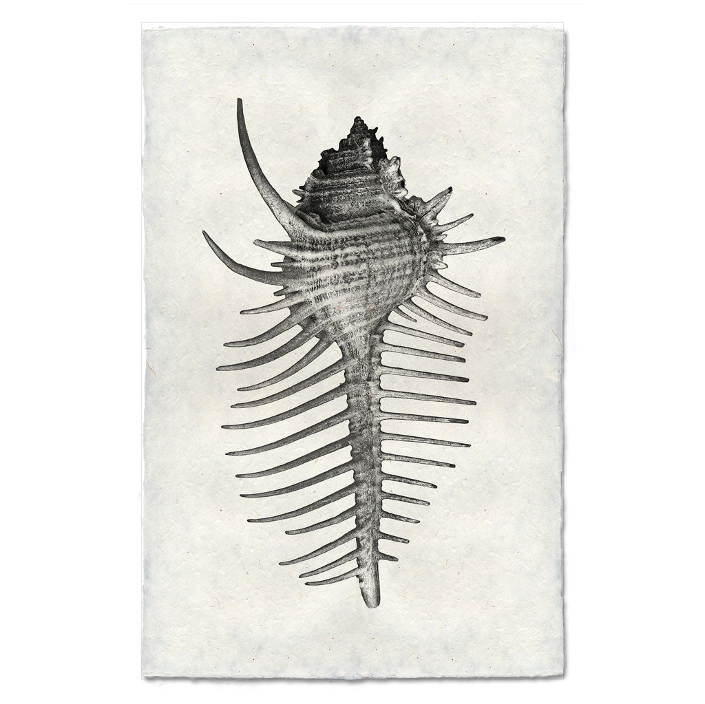 Spiny Murex