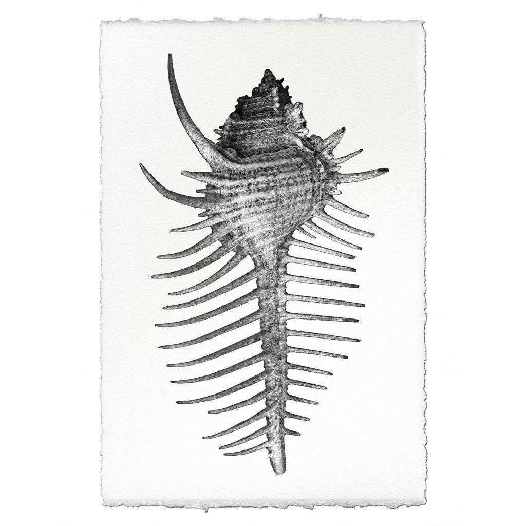 Spiny Murex