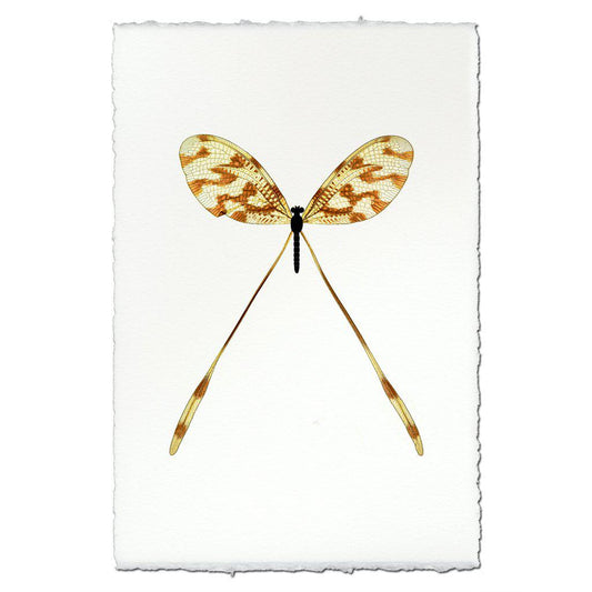 Spoonfly