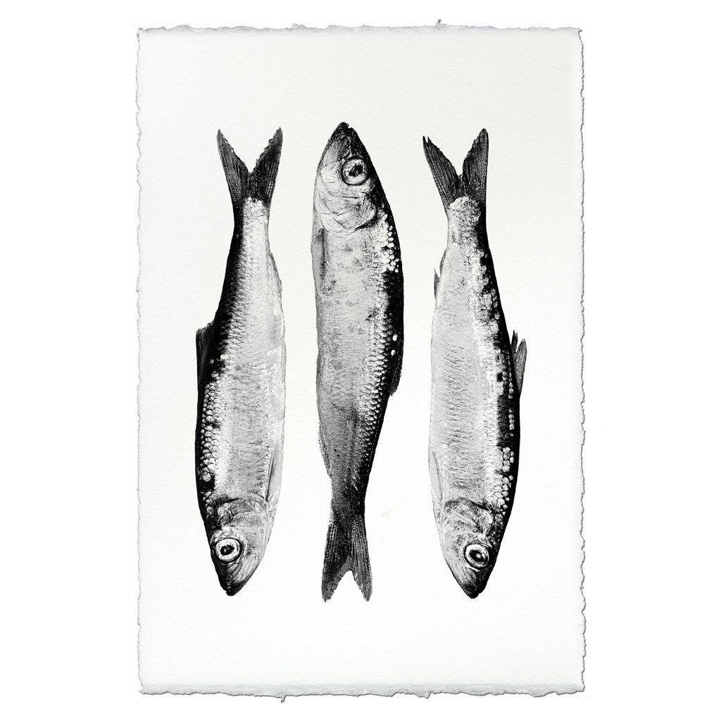 Three Herring