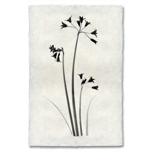 Wild Onion