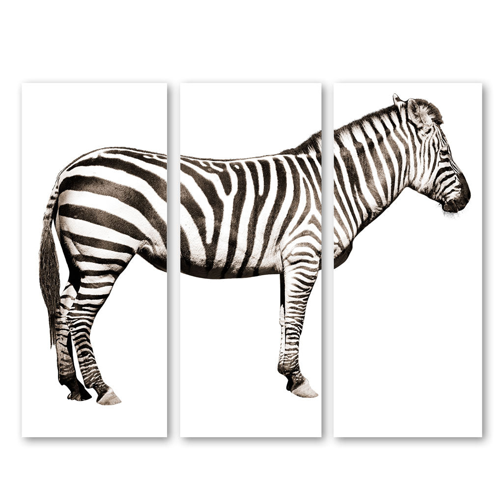 Zebra Trilogy